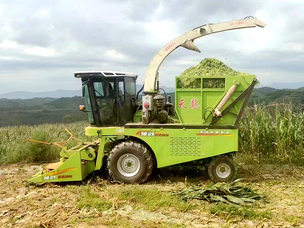 青饲料收获机工作中