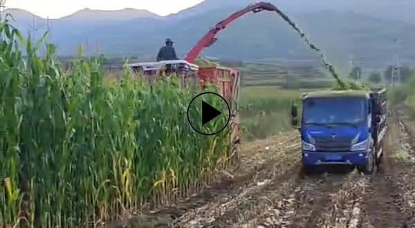 内蒙青储作业中