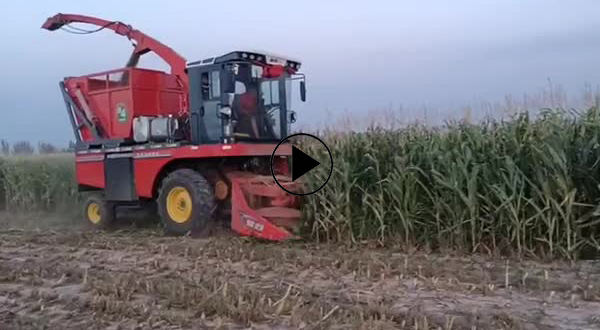 玉米秆青储作业中